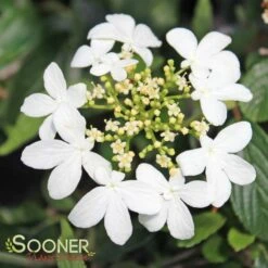 SUMMER SNOWFLAKE DOUBLEFILE VIBURNUM