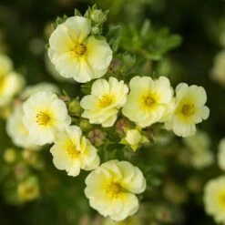 LEMON MERINGUE™ POTENTILLA -Verdant Zone DETA 4198