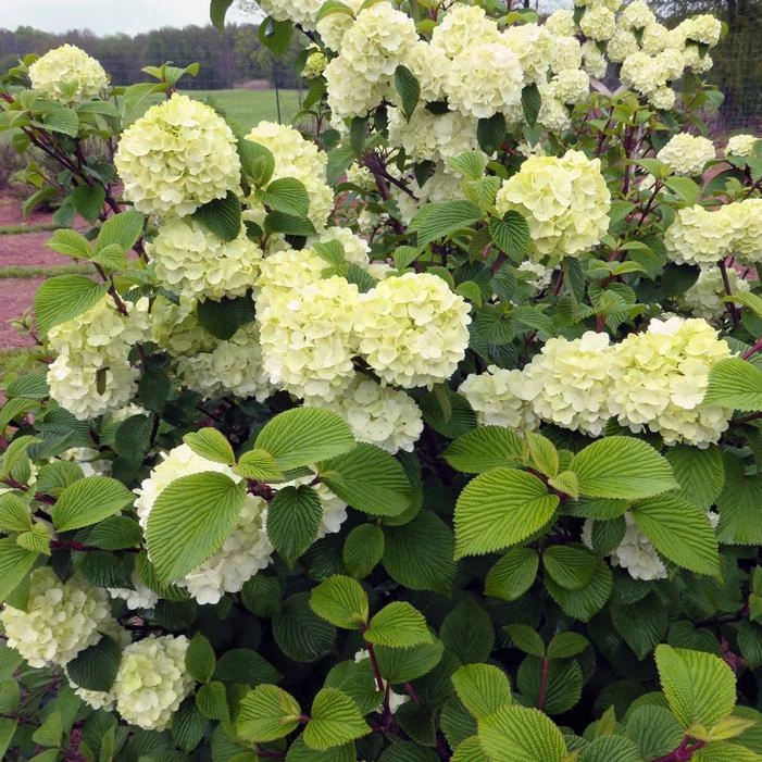 OPENING DAY™ DOUBLEFILE VIBURNUM 3 OPENING DAY™ DOUBLEFILE VIBURNUM