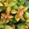 PEACH PERFECTION® ABELIA 1 PEACH PERFECTION® ABELIA -Verdant Zone DETA 4222