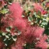 THE VELVET FOG® SMOKETREE 2 THE VELVET FOG® SMOKETREE -Verdant Zone DETA 4247