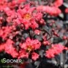 CENTER STAGE® RED CRAPEMYRTLE 1 CENTER STAGE® RED CRAPEMYRTLE -Verdant Zone DETA 4254