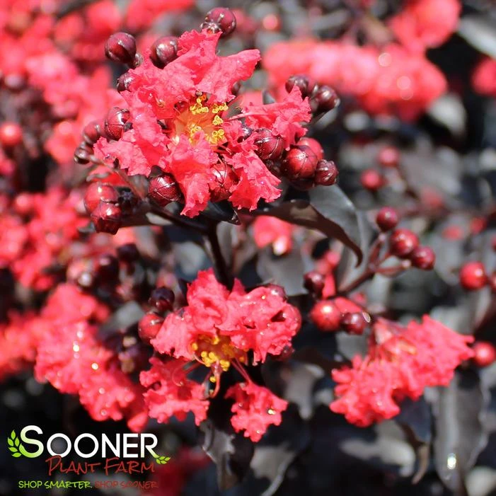 CENTER STAGE® RED CRAPEMYRTLE 3 CENTER STAGE® RED CRAPEMYRTLE