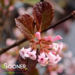 SWEET TALKER® VIBURNUM -Verdant Zone DETA 4262