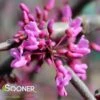 LAVENDER TWIST™ WEEPING REDBUD -Verdant Zone DETA 431