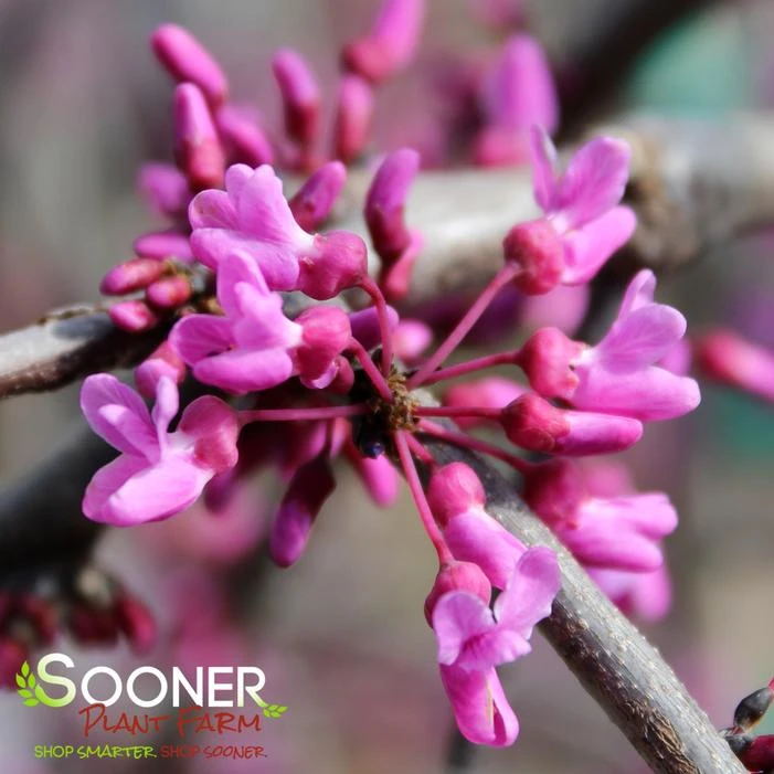 LAVENDER TWIST™ WEEPING REDBUD 3 LAVENDER TWIST™ WEEPING REDBUD