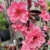 PINK CASCADE WEEPING ORNAMENTAL PEACH 2 PINK CASCADE WEEPING ORNAMENTAL PEACH -Verdant Zone DETA 4342