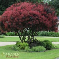 ROYAL PURPLE SMOKETREE 7 ROYAL PURPLE SMOKETREE -Verdant Zone DETA 436