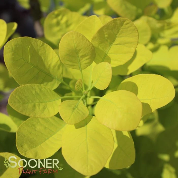 GOLDEN SPIRIT SMOKETREE 3 GOLDEN SPIRIT SMOKETREE