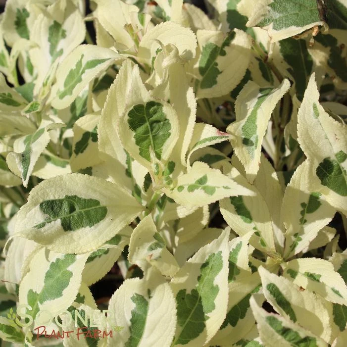 MY MONET® WEIGELA 4 MY MONET® WEIGELA - Image 2