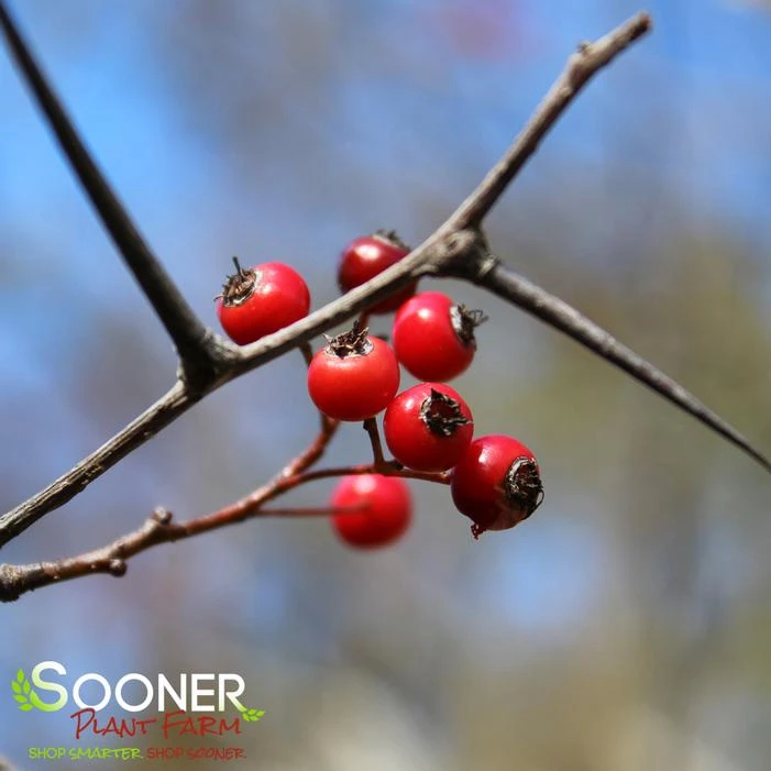 WASHINGTON HAWTHORN 3 WASHINGTON HAWTHORN