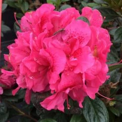 PERFECTO MUNDO® DOUBLE DARK PINK AZALEA 7 PERFECTO MUNDO® DOUBLE DARK PINK AZALEA -Verdant Zone DETA 4431