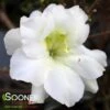 PERFECTO MUNDO® DOUBLE WHITE AZALEA 2 PERFECTO MUNDO® DOUBLE WHITE AZALEA -Verdant Zone DETA 4432