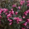 MIDNIGHT WINE SHINE® WEIGELA -Verdant Zone DETA 4462