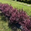VERY FINE WINE® WEIGELA -Verdant Zone DETA 4463
