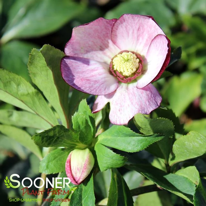 HONEYMOON® FRENCH KISS LENTEN ROSE 4 HONEYMOON® FRENCH KISS LENTEN ROSE - Image 2