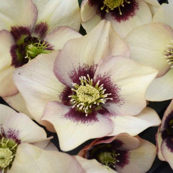 HONEYMOON® SANDY SHORES LENTEN ROSE 4 HONEYMOON® SANDY SHORES LENTEN ROSE - Image 2