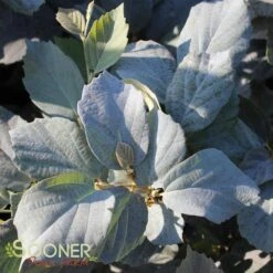 BLUE SHADOW WITCH ALDER 12 BLUE SHADOW WITCH ALDER -Verdant Zone DETA 452