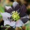 HONEYMOON® NEW YORK NIGHT LENTEN ROSE 2 HONEYMOON® NEW YORK NIGHT LENTEN ROSE -Verdant Zone DETA 4604