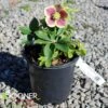HONEYMOON® RIO CARNIVAL LENTEN ROSE 2 HONEYMOON® RIO CARNIVAL LENTEN ROSE -Verdant Zone DETA 4605