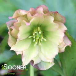 WEDDING PARTY® MOTHER OF THE BRIDE LENTEN ROSE -Verdant Zone DETA 4606