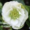 WEDDING PARTY® WEDDING BELLS LENTEN ROSE 1 WEDDING PARTY® WEDDING BELLS LENTEN ROSE -Verdant Zone DETA 4607