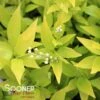 CHARDONNAY PEARLS® DEUTZIA -Verdant Zone DETA 462