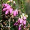 PIRBRIGHT ROSE HEATHER 1 PIRBRIGHT ROSE HEATHER -Verdant Zone DETA 4642