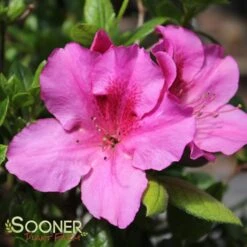 AUTUMN ROYALTY® ENCORE® AZALEA 7 AUTUMN ROYALTY® ENCORE® AZALEA -Verdant Zone DETA 467