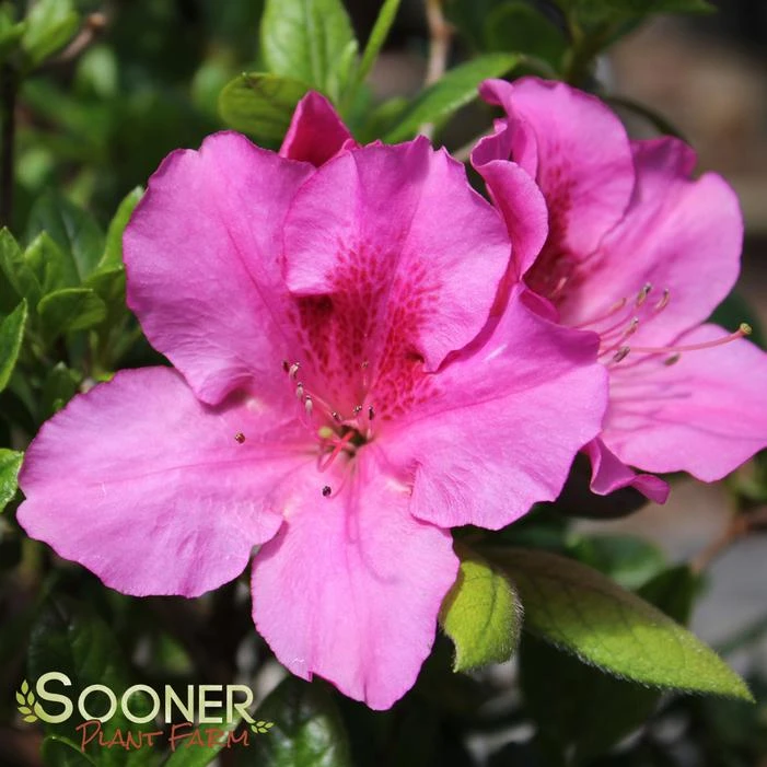 AUTUMN ROYALTY® ENCORE® AZALEA 5 AUTUMN ROYALTY® ENCORE® AZALEA - Image 3