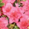 PERFECTO MUNDO® EPIC CORAL® AZALEA -Verdant Zone DETA 4829