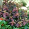 MIDNIGHT SUN® WEIGELA 2 MIDNIGHT SUN® WEIGELA -Verdant Zone DETA 4855