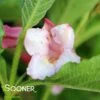 SONIC BLOOM® PURE PINK WEIGELA -Verdant Zone DETA 4856