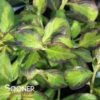 VINHO VERDE™ WEIGELA -Verdant Zone DETA 4857