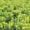 YEWTOPIA® JAPANESE PLUM YEW -Verdant Zone DETA 4861