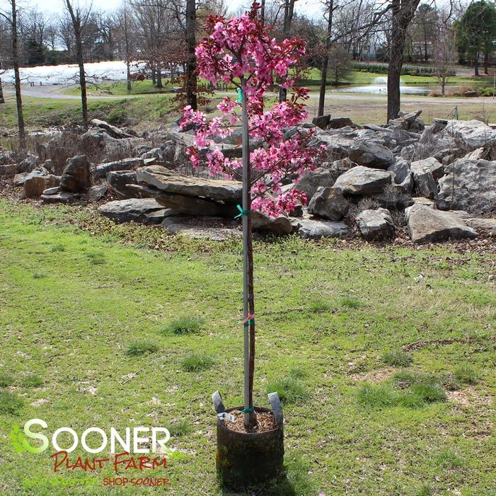 SHOW TIME™ CRABAPPLE 5 SHOW TIME™ CRABAPPLE - Image 3