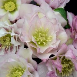 WEDDING PARTY® FLOWER GIRL LENTEN ROSE 7 WEDDING PARTY® FLOWER GIRL LENTEN ROSE -Verdant Zone DETA 5060