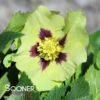 HONEYMOON® IRISH LUCK LENTEN ROSE 2 HONEYMOON® IRISH LUCK LENTEN ROSE -Verdant Zone DETA 5061