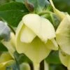 HONEYMOON® SPANISH FLARE LENTEN ROSE -Verdant Zone DETA 5062