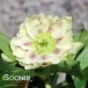 WEDDING PARTY® SHOTGUN WEDDING LENTEN ROSE 1 WEDDING PARTY® SHOTGUN WEDDING LENTEN ROSE -Verdant Zone DETA 5066