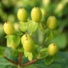 HYPERBERRIES GOLD ST. JOHN'S WORT -Verdant Zone DETA 5111
