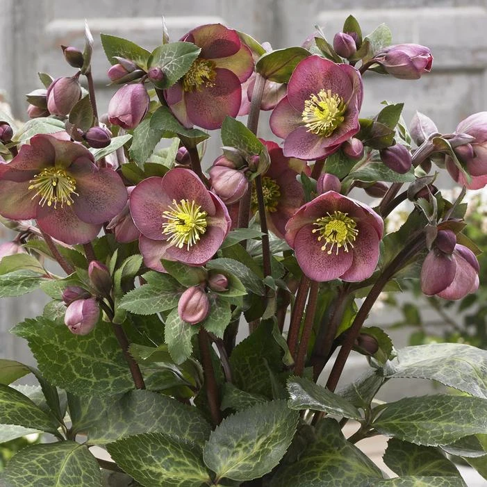 FROSTKISS® PIPPA'S PURPLE LENTEN ROSE 3 FROSTKISS® PIPPA'S PURPLE LENTEN ROSE