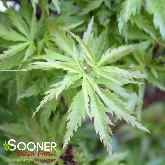 CHIRIMEN NISHIKI UPRIGHT JAPANESE MAPLE 4 CHIRIMEN NISHIKI UPRIGHT JAPANESE MAPLE - Image 2