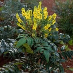 MARVEL MAHONIA 7 MARVEL MAHONIA -Verdant Zone DETA 5185