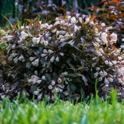 AFTERGLOW™ WEIGELA 9 AFTERGLOW™ WEIGELA -Verdant Zone DETA 5195