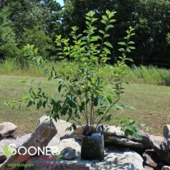 PRINCESS DIANA SERVICEBERRY -Verdant Zone DETA 5220