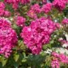 GREATMYRTLE™ CHERRY DELIGHT CRAPEMYRTLE -Verdant Zone DETA 5237