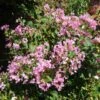 GREATMYRTLE™ COTTON CANDY CRAPEMYRTLE 1 GREATMYRTLE™ COTTON CANDY CRAPEMYRTLE -Verdant Zone DETA 5238