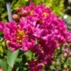 GREATMYRTLE™ RED VELVET CRAPEMYRTLE -Verdant Zone DETA 5240