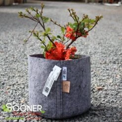 O YASHIMA FLOWERING QUINCE -Verdant Zone DETA 5271